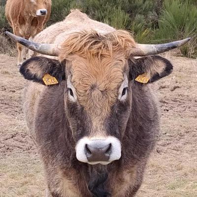Vache 2